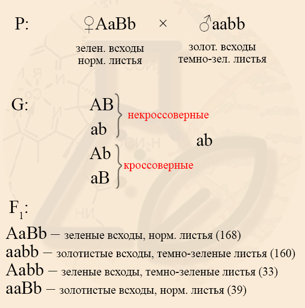 Решение задач по генетике на ЕГЭ Какие задачи могут встретиться в ЕГЭ по биологии в 2024 году